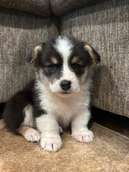 Tricolor Male 1 -  $750