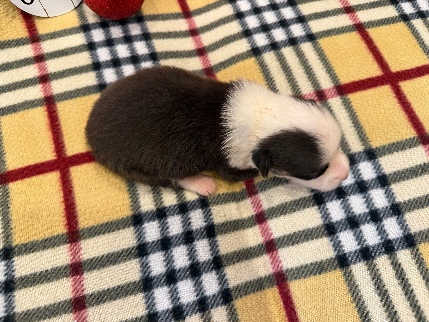 Tricolor Male 2 -  $800