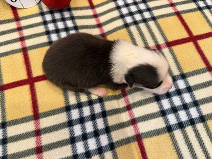 Tricolor Male 2 -  $800