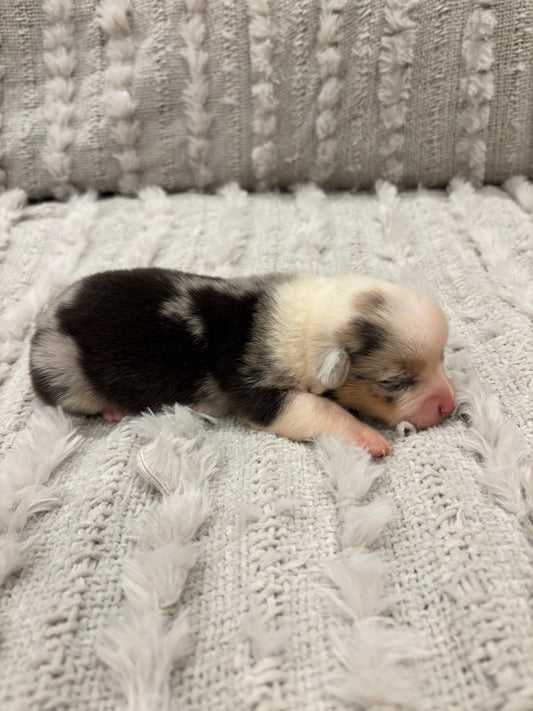 Merel female -  $1500