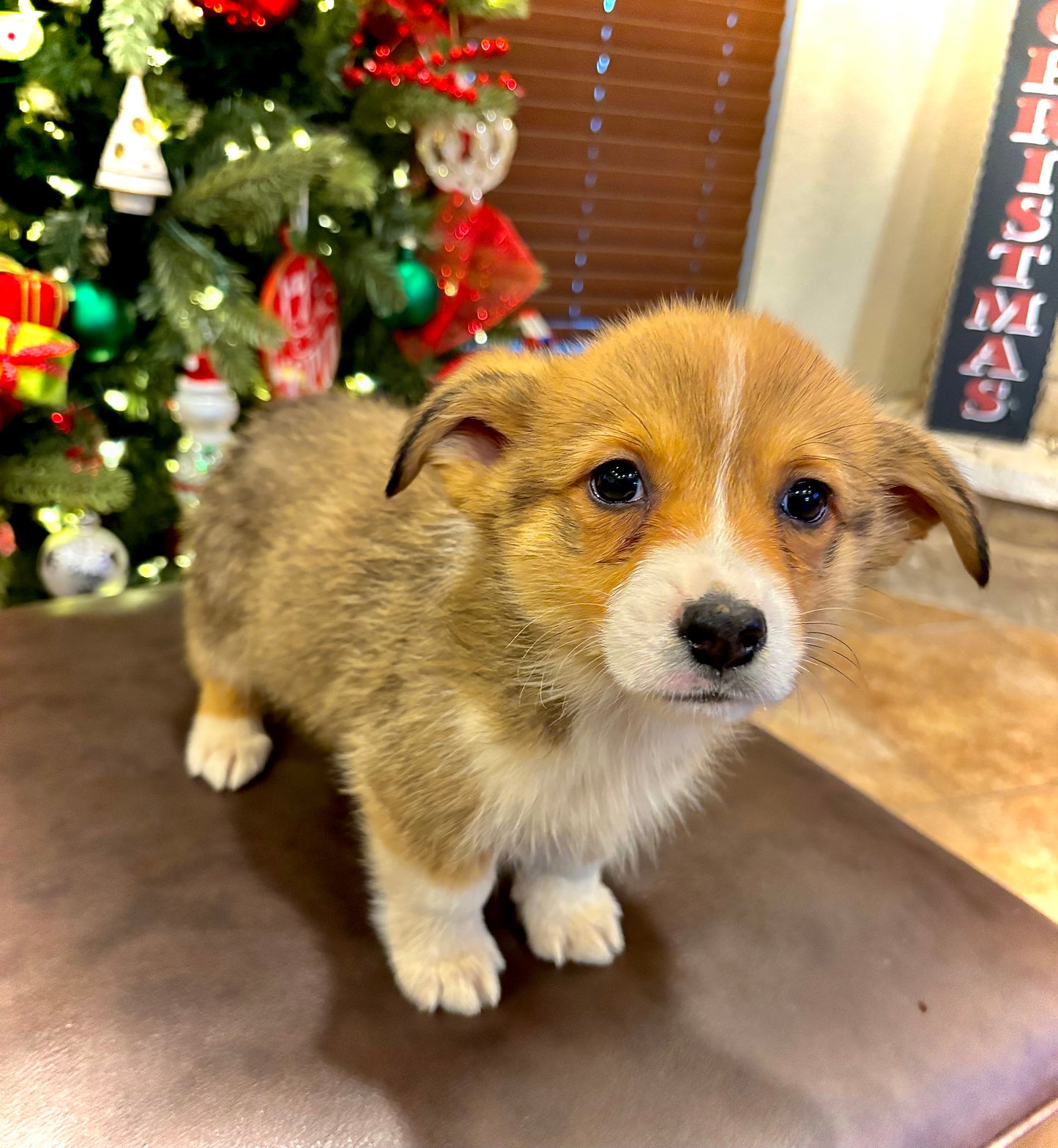 Red/White Male - $800