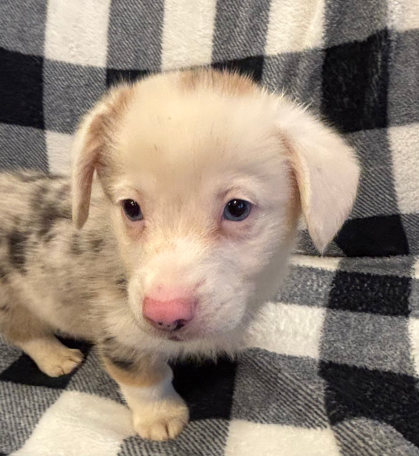 Merle Male 2 - $1000