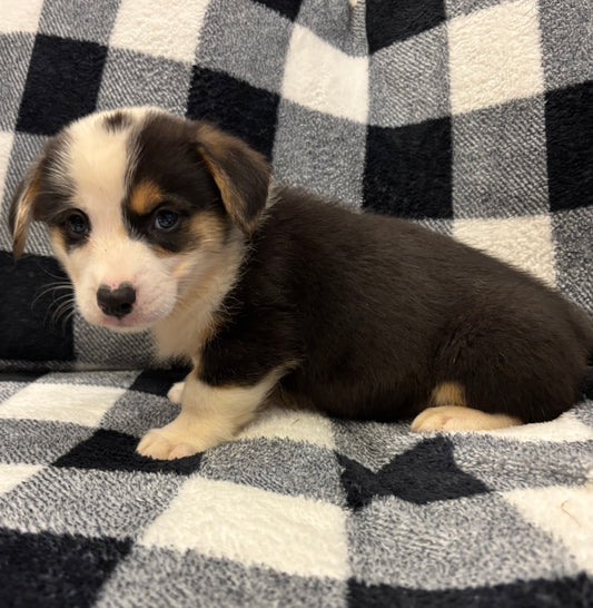 Tricolor Male 2 -  $750