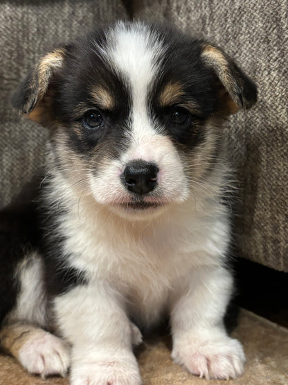 Tricolor Male 1 -  $750