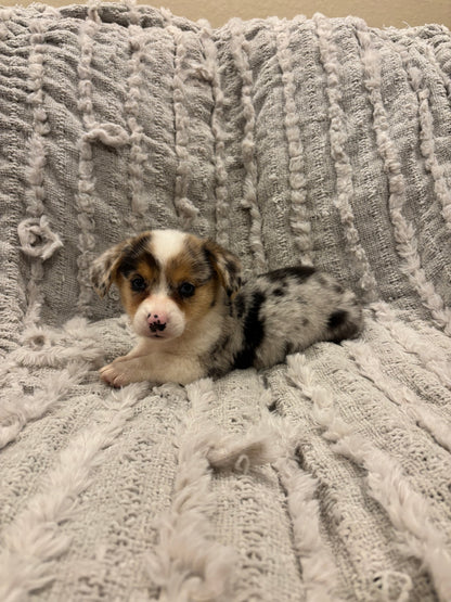 Merel female 2 -  $1080