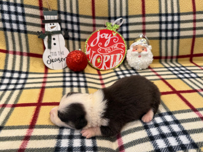 Tricolor Male 2 -  $800