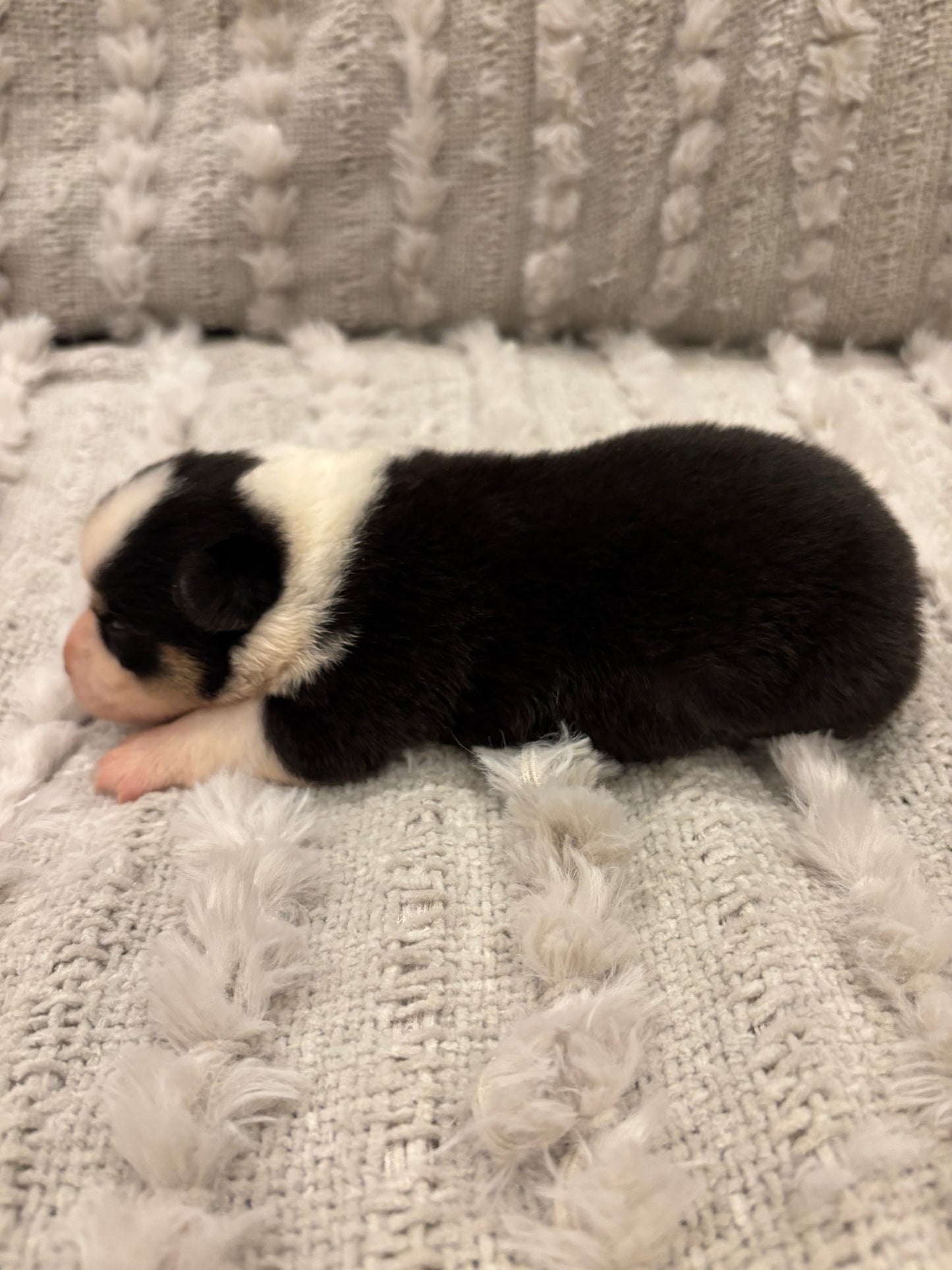 Tricolor Male 1 -  $1000