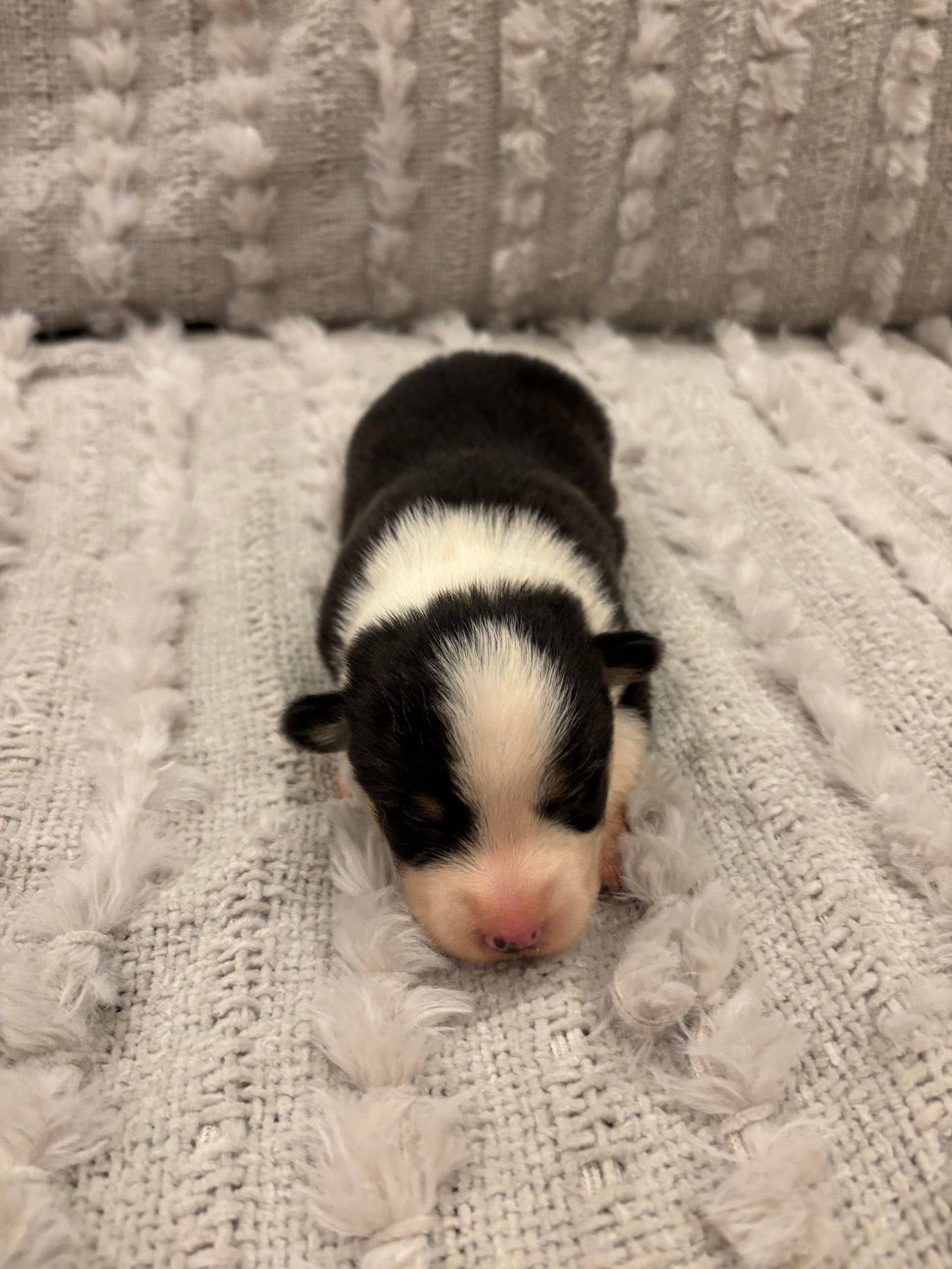 Tricolor Male 1 -  $1000