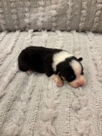 Tricolor Male 1 -  $1000