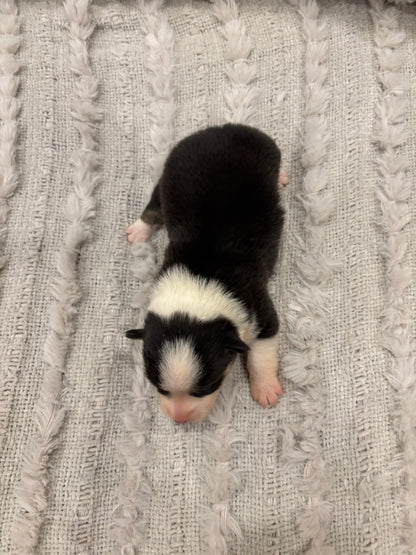 Tricolor Male 1 -  $1000