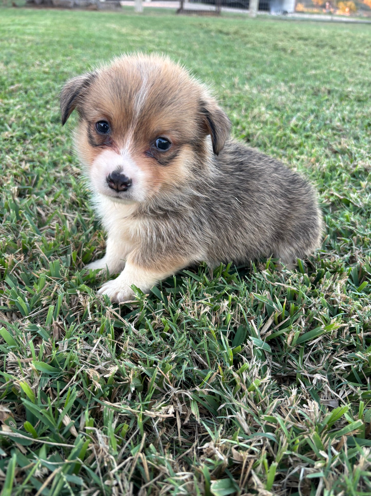 Red/White Male - $800