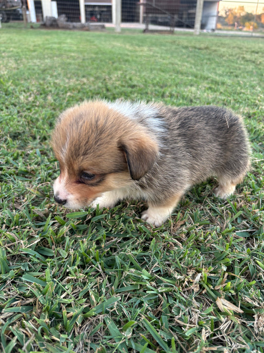 Red/White Male 2 - $600