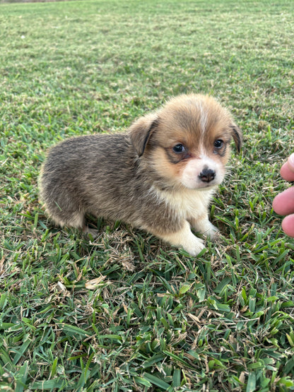 Red/White Male - $800