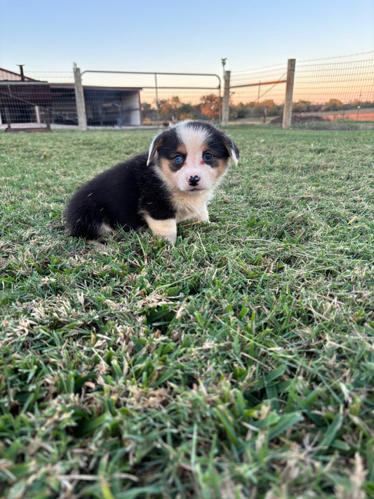 Tricolor Female 1 -  $600