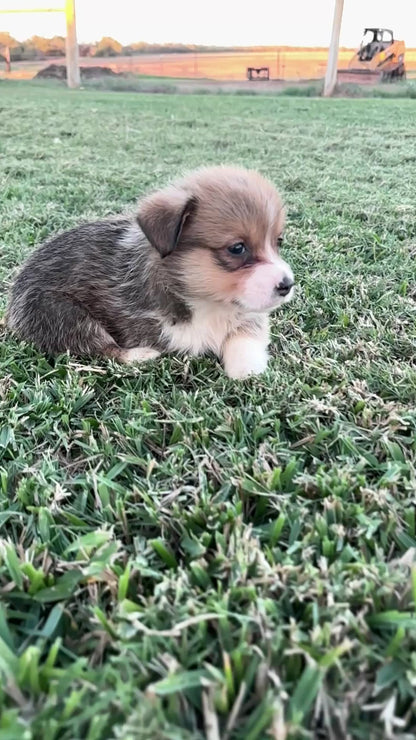 Red/White Male - $800