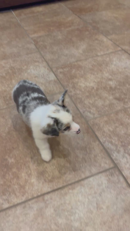 Merel female 1 -  $1200