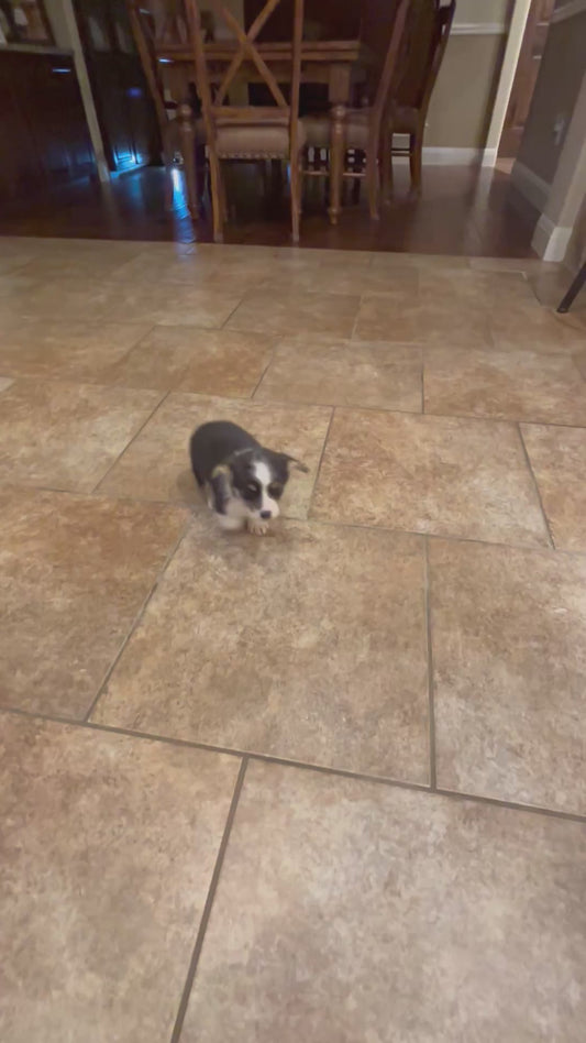 Tricolor Male 1 -  $750