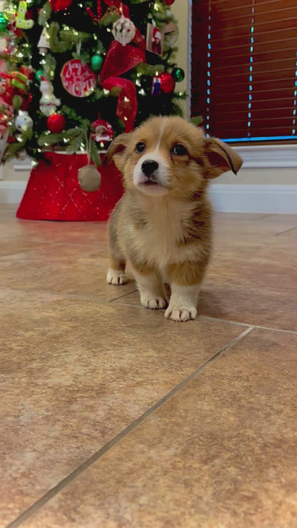 Red/White Male - $800