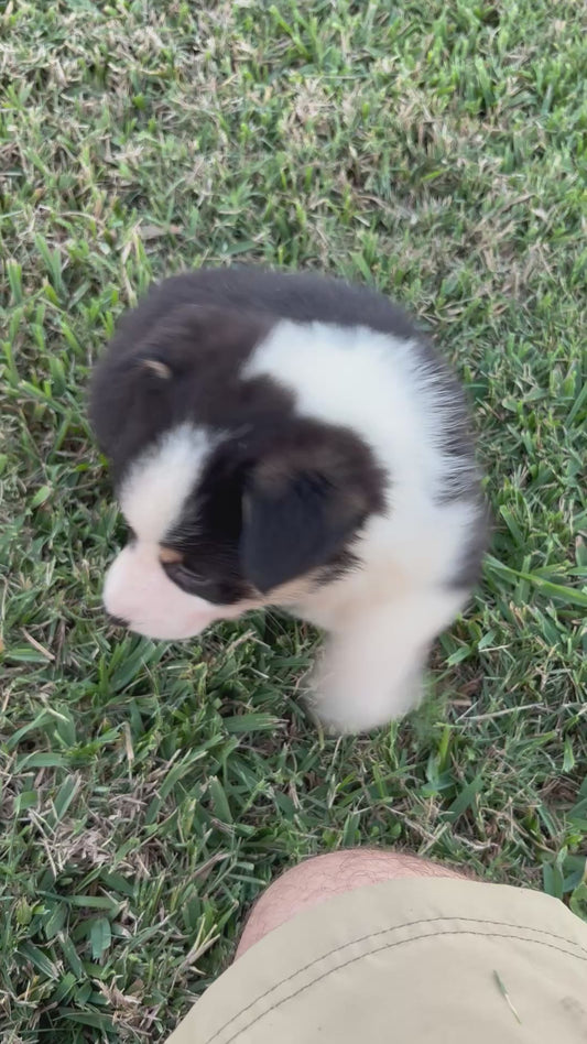 Tricolor Male 1 -  $600