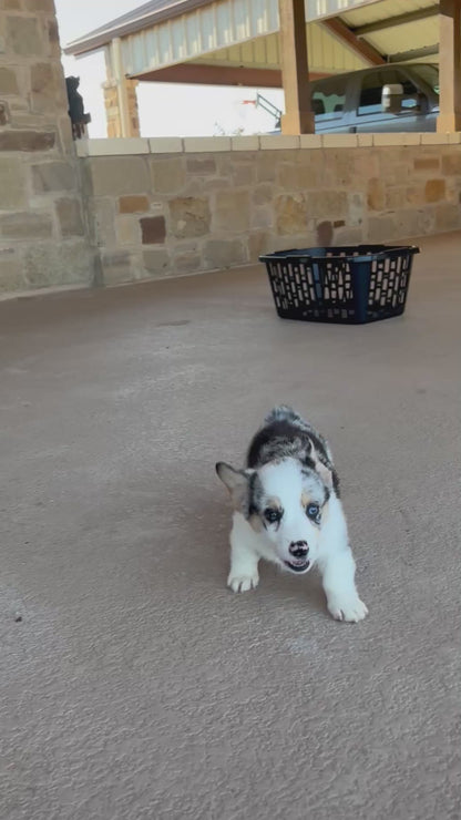 Merel female 1 -  $1200