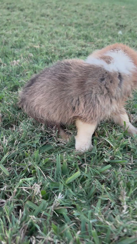 Red/White Female 3- $600