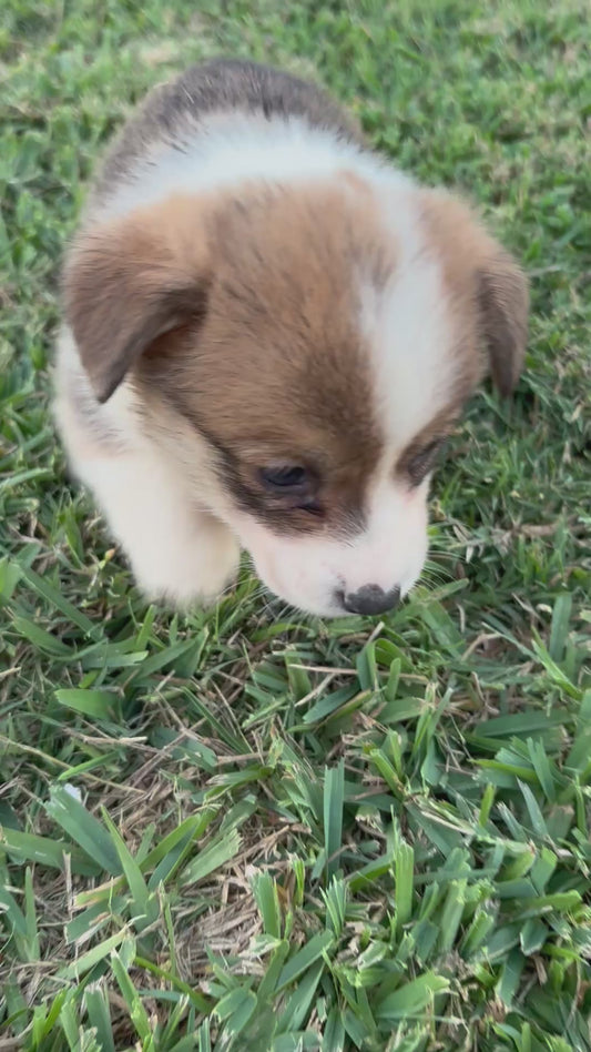 Red/White Female 2- $1250