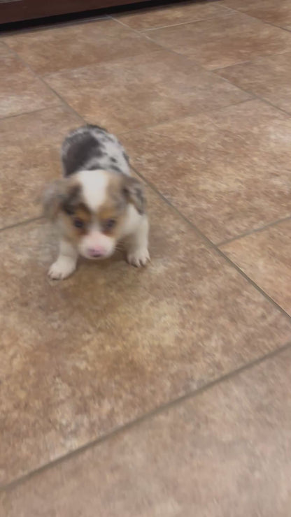 Merel female 2 -  $1080